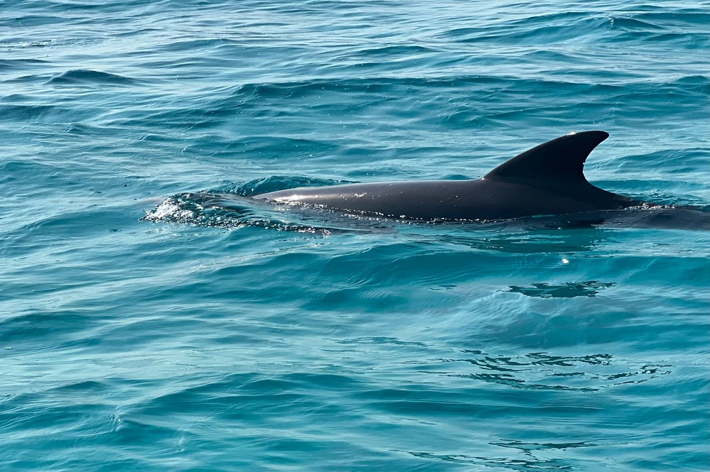 Delphin 2 (1) (3) 📸 ALT-Texte für Bilder (bitte so eintragen): private Bootstour El Gouna Speedboot Bootsausflug El Gouna Rotes Meer Speedboat private tour El Gouna Delfine El Gouna Speedboot El Gouna private boat trip