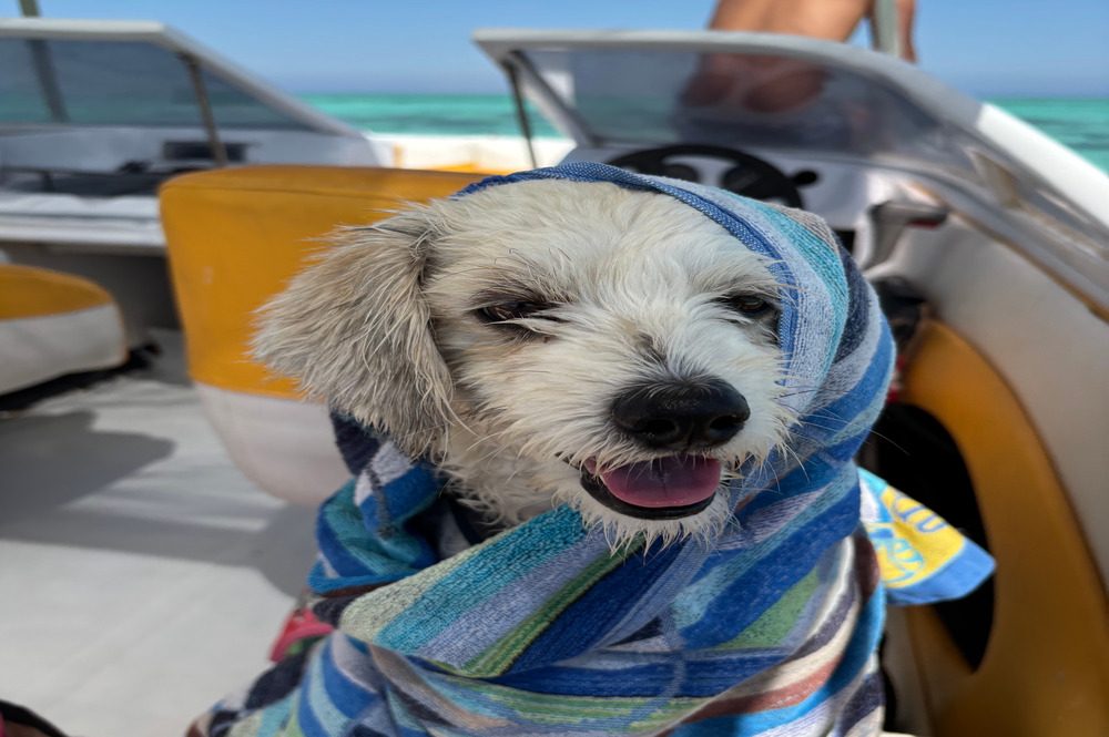 Open Sea 5 (1) (1) (3) (3) 📸 ALT-Texte für Bilder (bitte so eintragen): private Bootstour El Gouna Speedboot Bootsausflug El Gouna Rotes Meer Speedboat private tour El Gouna Delfine El Gouna Speedboot El Gouna private boat trip